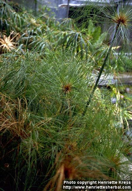 Photo: Cyperus papyrus 2.