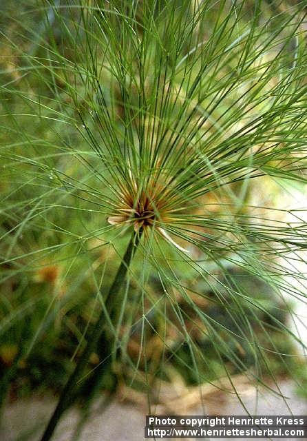 Photo: Cyperus papyrus 4.