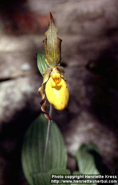 Photo: Cypripedium calceolus 1.