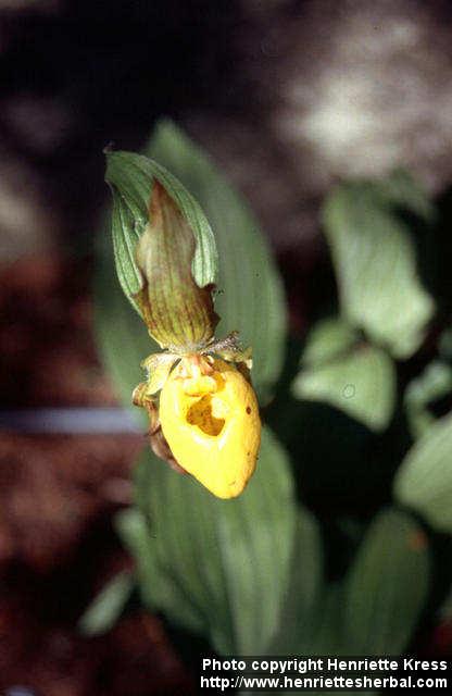 Photo: Cypripedium calceolus 2.