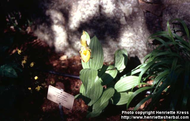 Photo: Cypripedium calceolus 3.