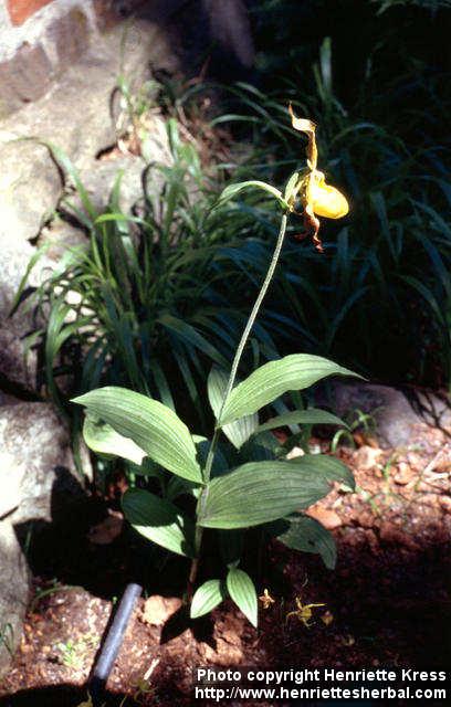 Photo: Cypripedium calceolus.