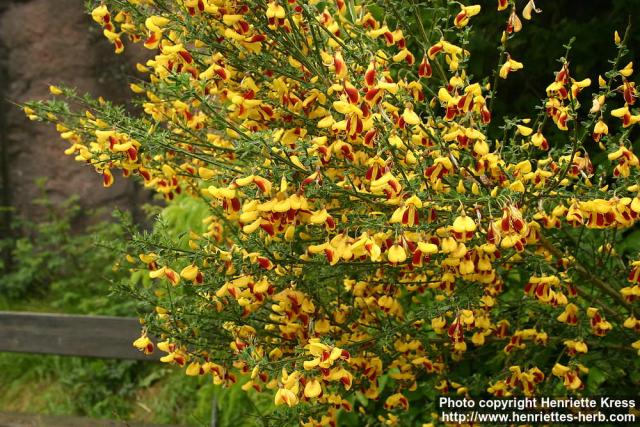 Photo: Cytisus scoparius 4.