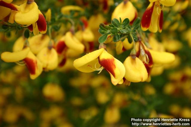 Photo: Cytisus scoparius 5.