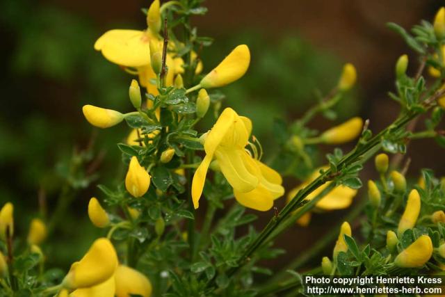 Photo: Cytisus scoparius 8.