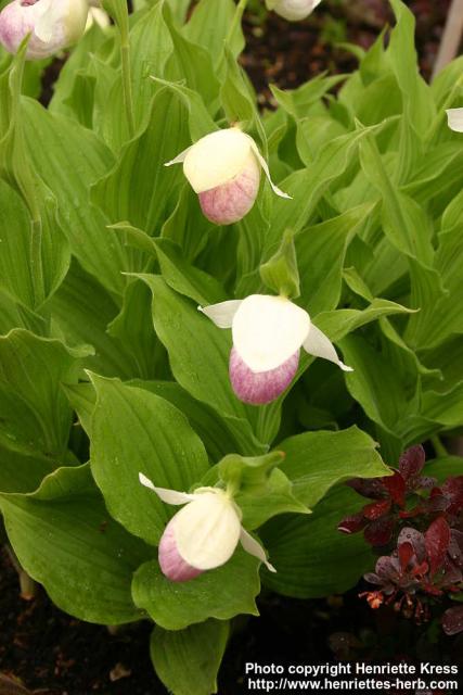 Photo: Cypripedium.