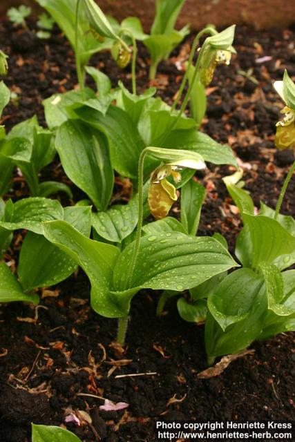 Photo: Cypripedium yatabeanum.