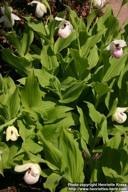 Photo: Cypripedium 2.