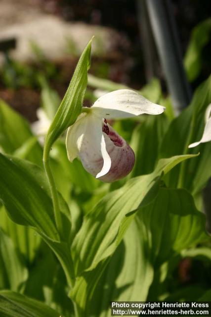 Photo: Cypripedium 3.