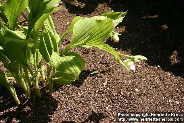 Photo: Cypripedium 5.