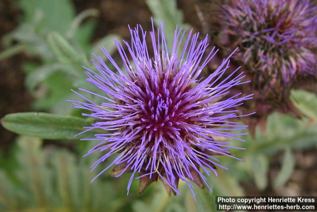 Photo: Cynara scolymus 8.