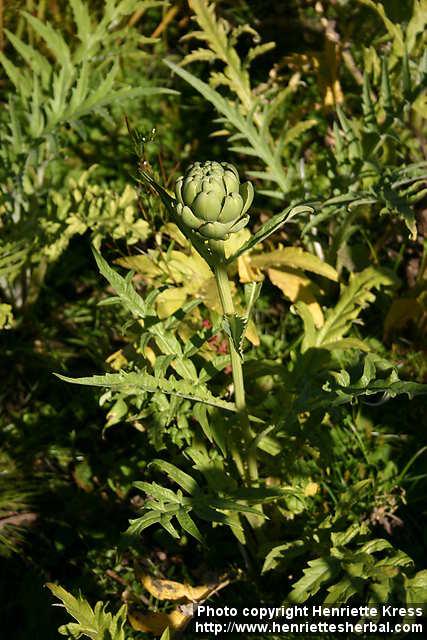 Photo: Cynara scolymus 12.