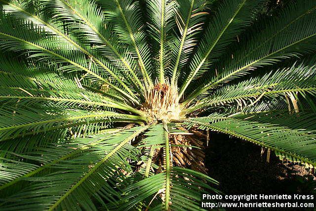 Photo: Cycas revoluta 8.