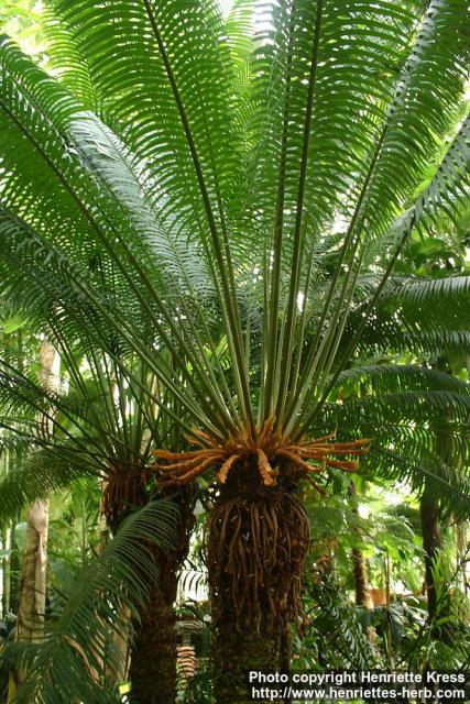 Photo: Cycas circinalis 2.