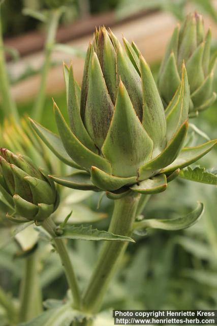 Photo: Cynara scolymus 13.