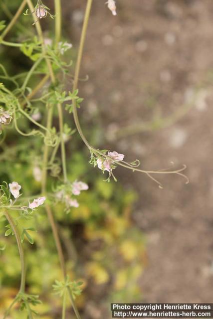 Photo: Cysticapnos vesicaria 4.