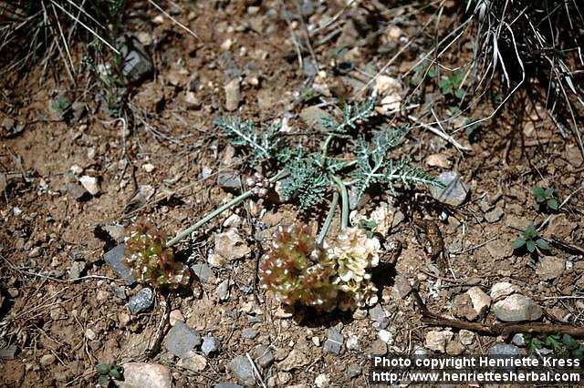 Photo: Cymopterus.