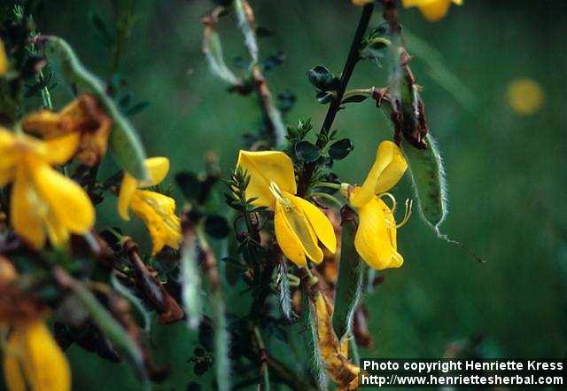 Photo: Cytisus scoparius 1.