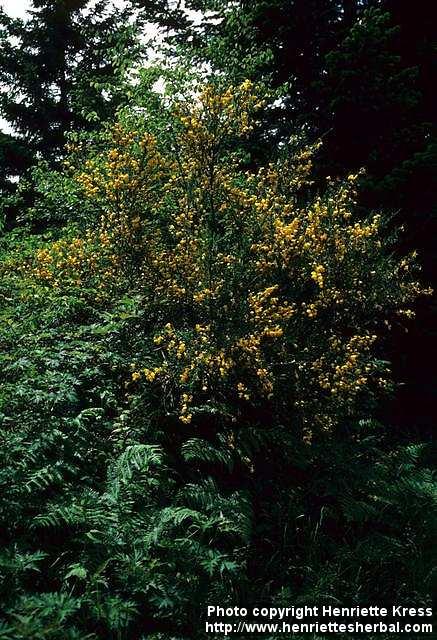 Photo: Cytisus scoparius 2.