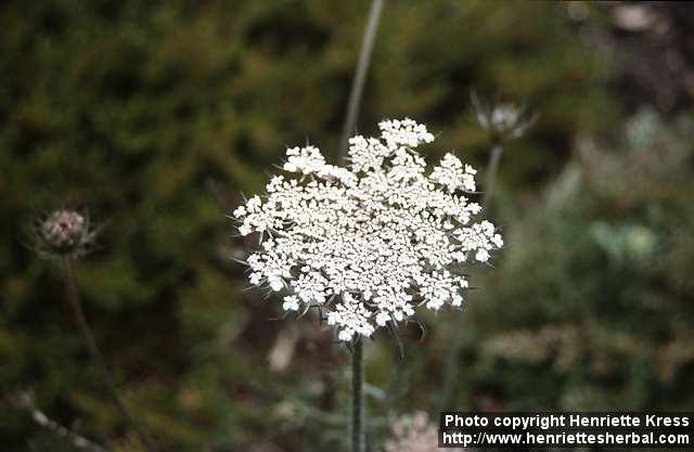 Photo: Daucus carota 1.