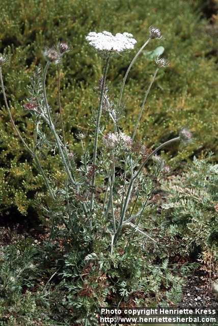 Photo: Daucus carota 2.