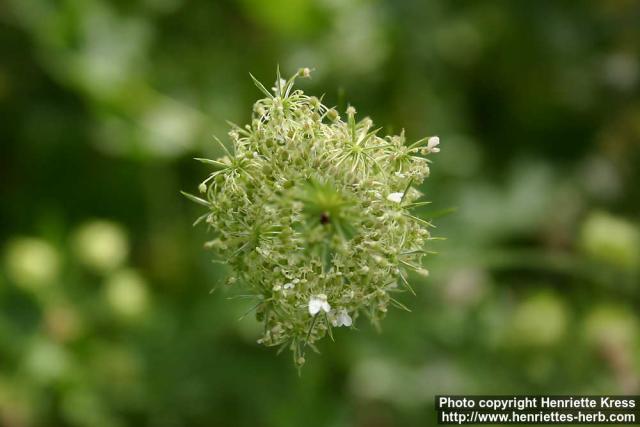 Photo: Daucus carota 8.