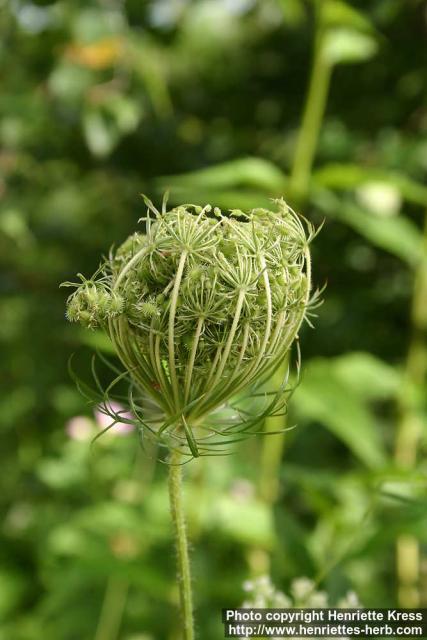 Photo: Daucus carota 9.