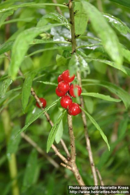 Photo: Daphne mezereum 11.