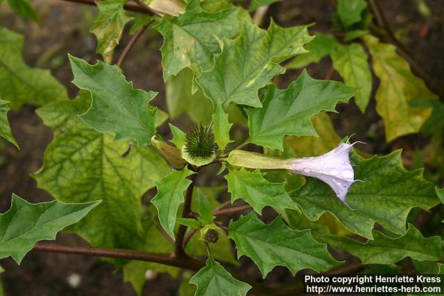 Photo: Datura stramonium 5.