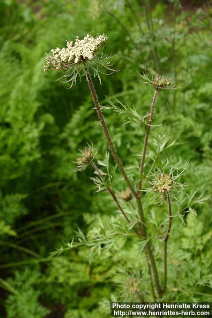 Photo: Daucus carota 10.