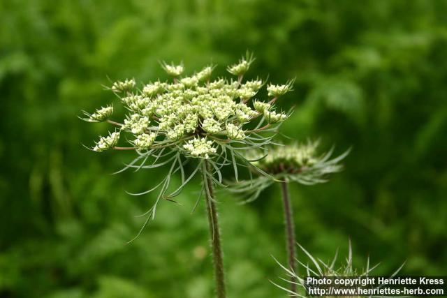 Photo: Daucus carota 11.