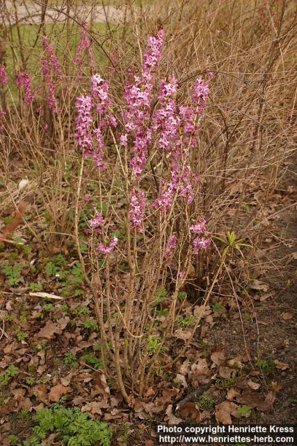 Photo: Daphne mezereum 14.