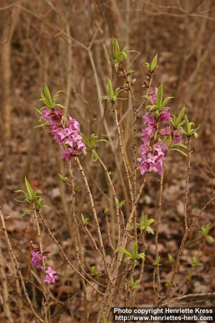 Photo: Daphne mezereum 19.