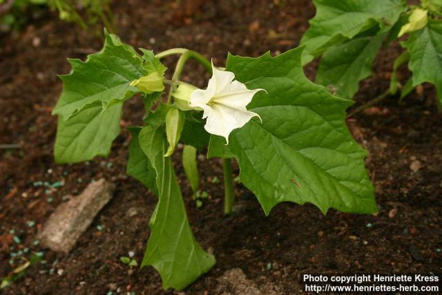 Photo: Datura stramonium 6.