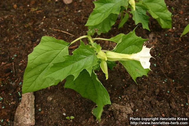 Photo: Datura stramonium 7.