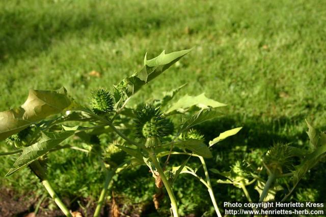 Photo: Datura stramonium 8.