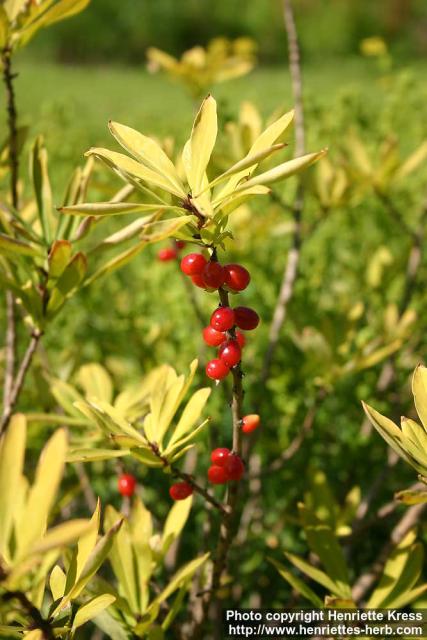 Photo: Daphne mezereum 23.