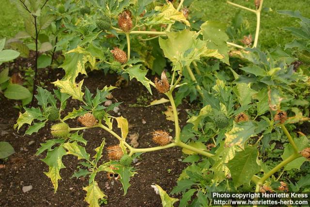 Photo: Datura stramonium 10.