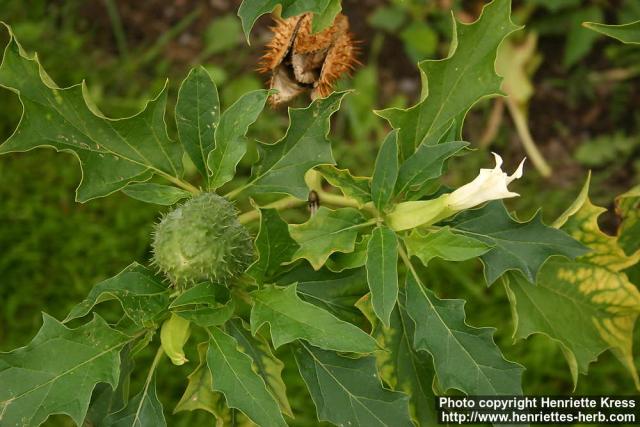 Photo: Datura stramonium 12.