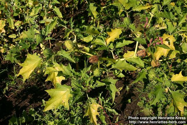 Photo: Datura stramonium 13.