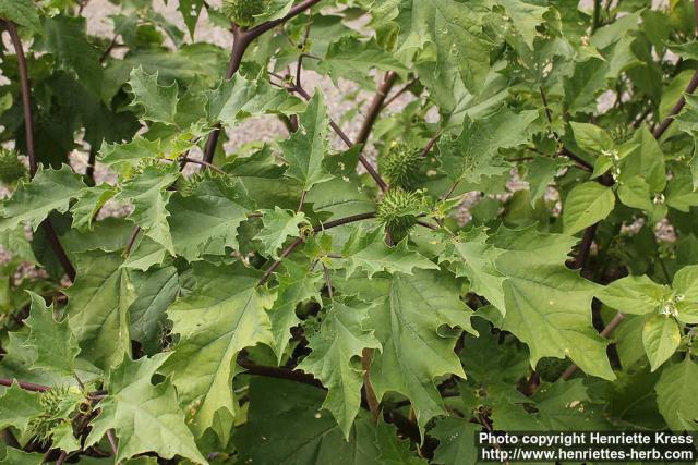 Photo: Datura stramonium 14.