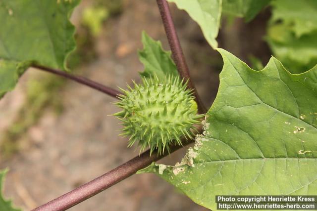 Photo: Datura stramonium 15.