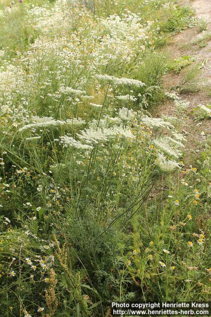 Photo: Daucus carota 14.