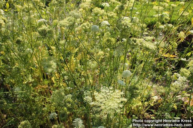 Photo: Daucus carota 20.