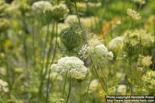 Photo: Daucus carota 21.