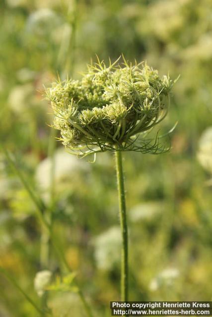 Photo: Daucus carota 24.