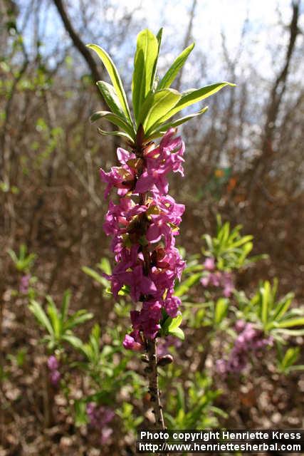 Photo: Daphne mezereum 21.