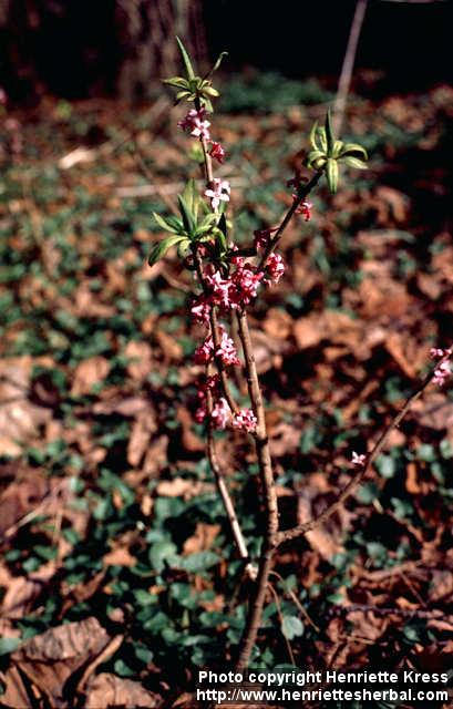 Photo: Daphne mezereum 4.