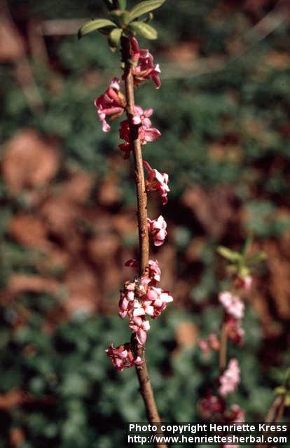 Photo: Daphne mezereum 5.