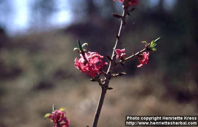 Photo: Daphne mezereum 7.